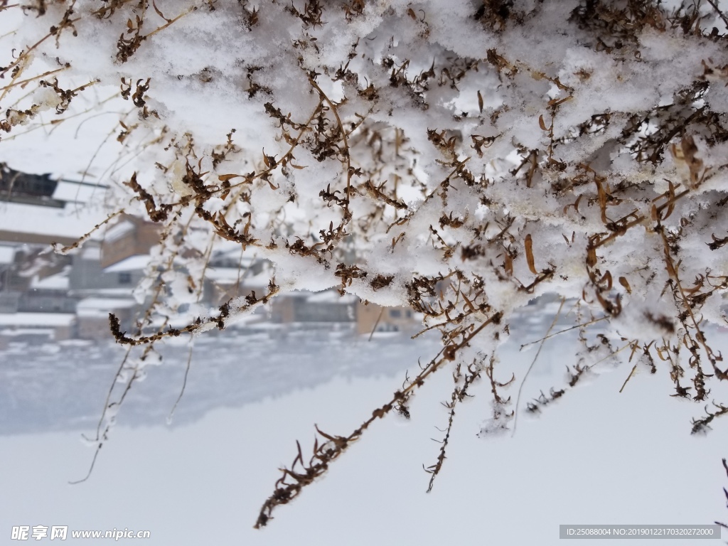 雪中草