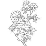 牡丹花枝
