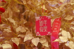 许愿树