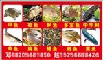 水产 活鱼  鱼