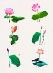 花卉 荷花