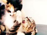 猫咪