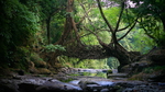 森林小河
