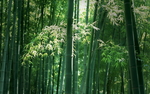 竹林
