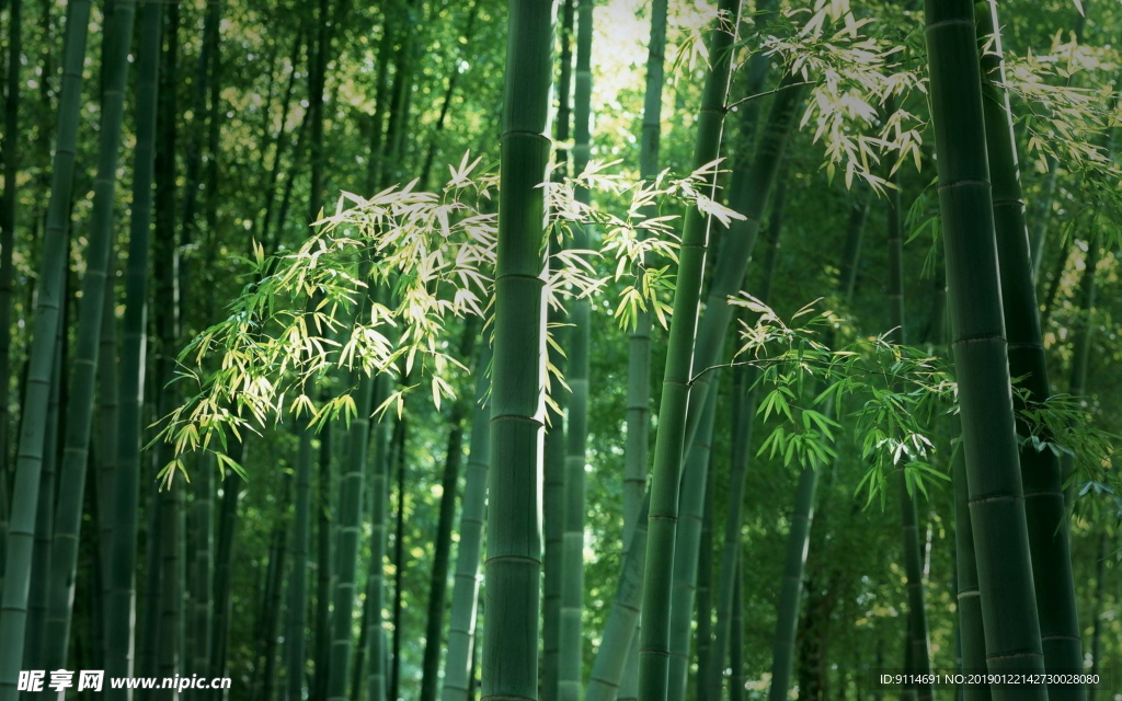 竹林
