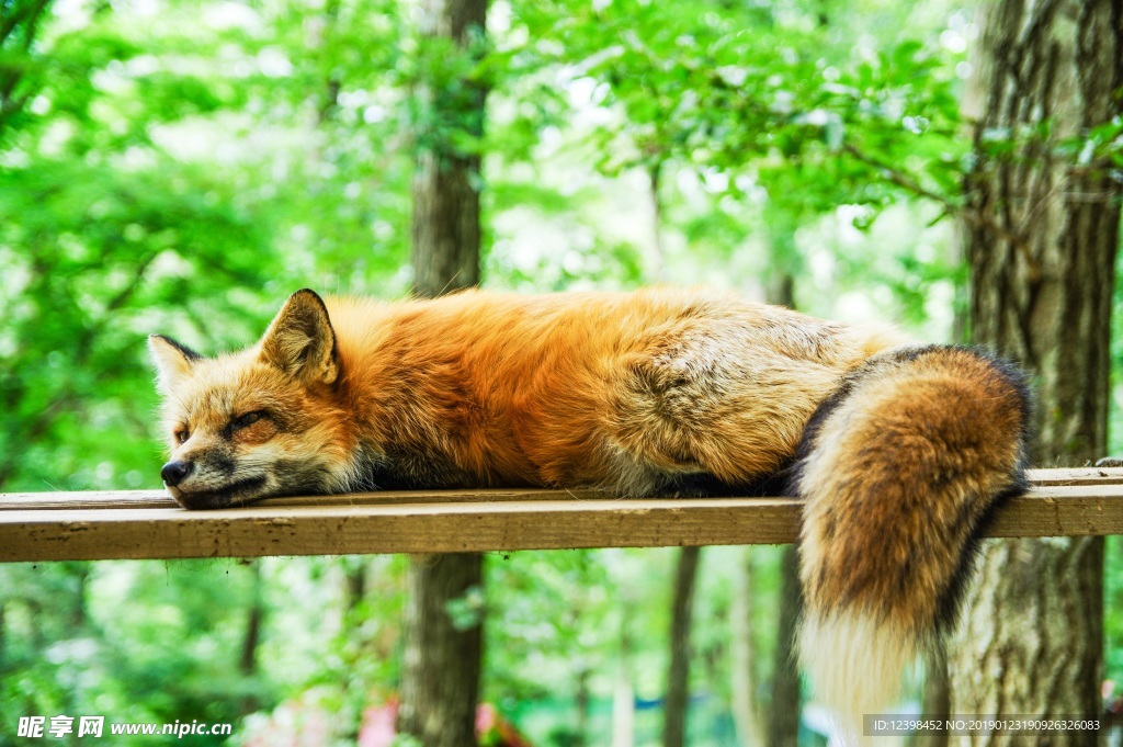 狐狸