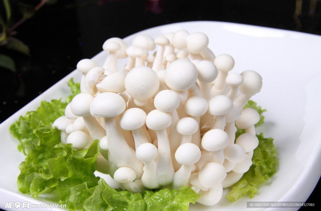 海鲜菇