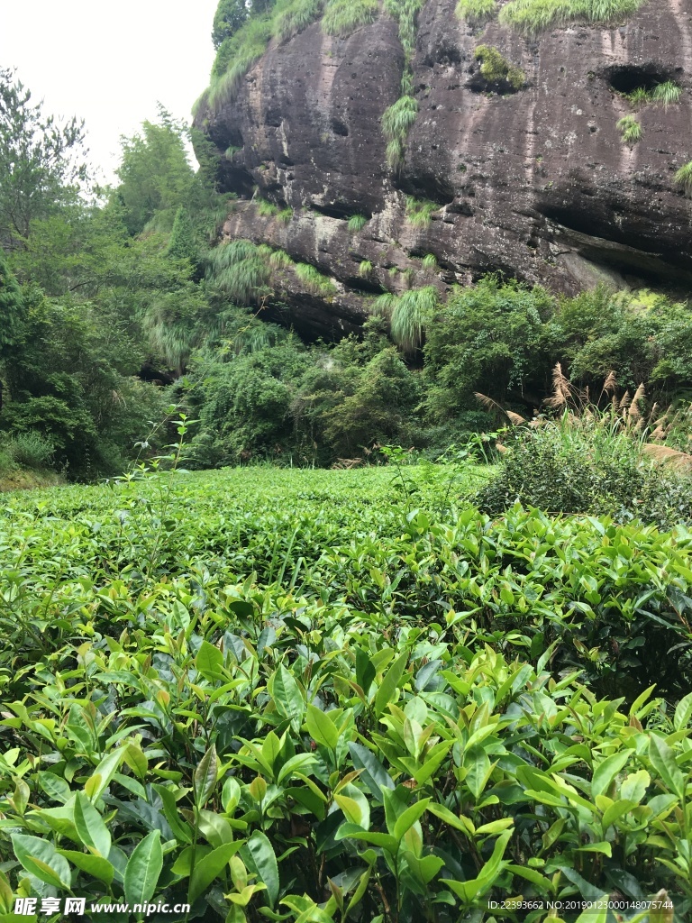 武夷山岩茶