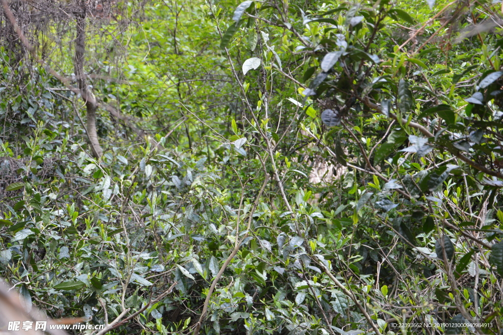 黄山毛峰野茶