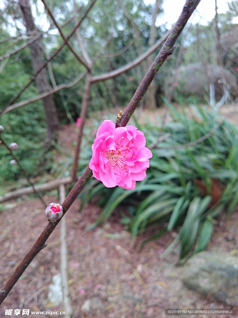 桃花