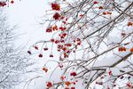 雪