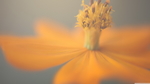 花蕊