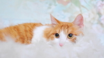 小花猫
