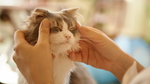 小猫
