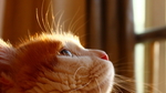 小猫