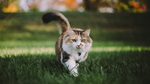 小虎猫
