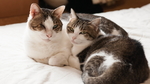 小猫
