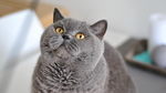 麻猫