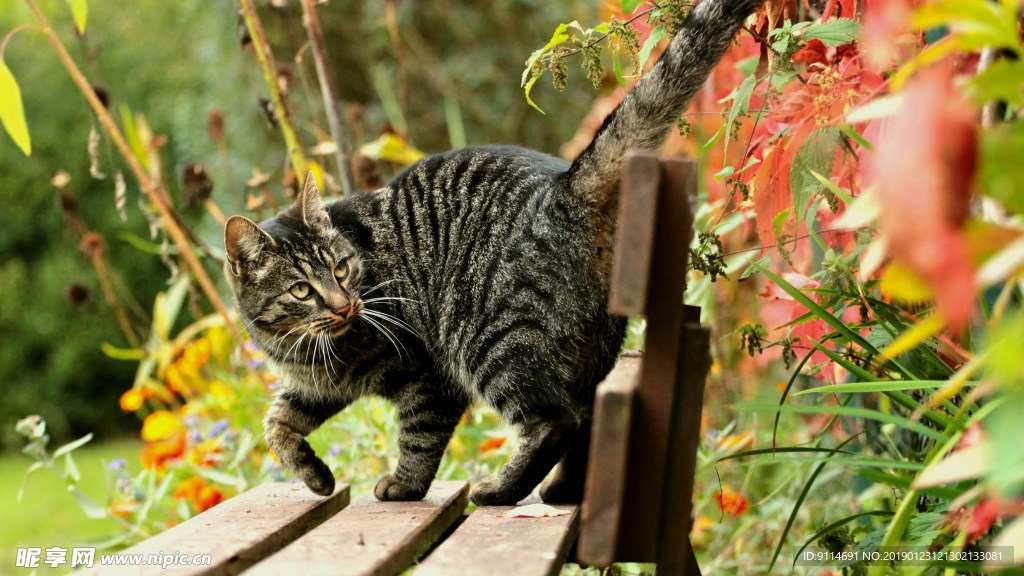 大黑猫