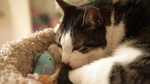 小猫
