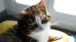小猫