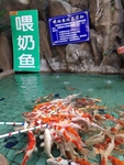 喂奶鱼