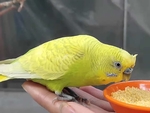 鹦鹉