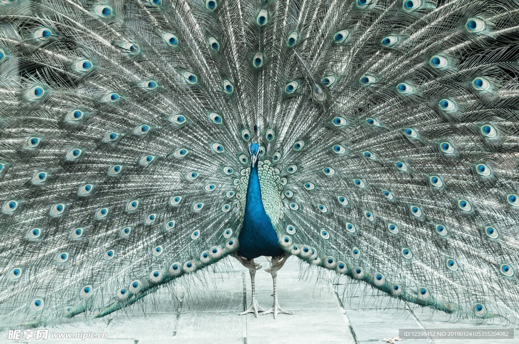 美丽孔雀