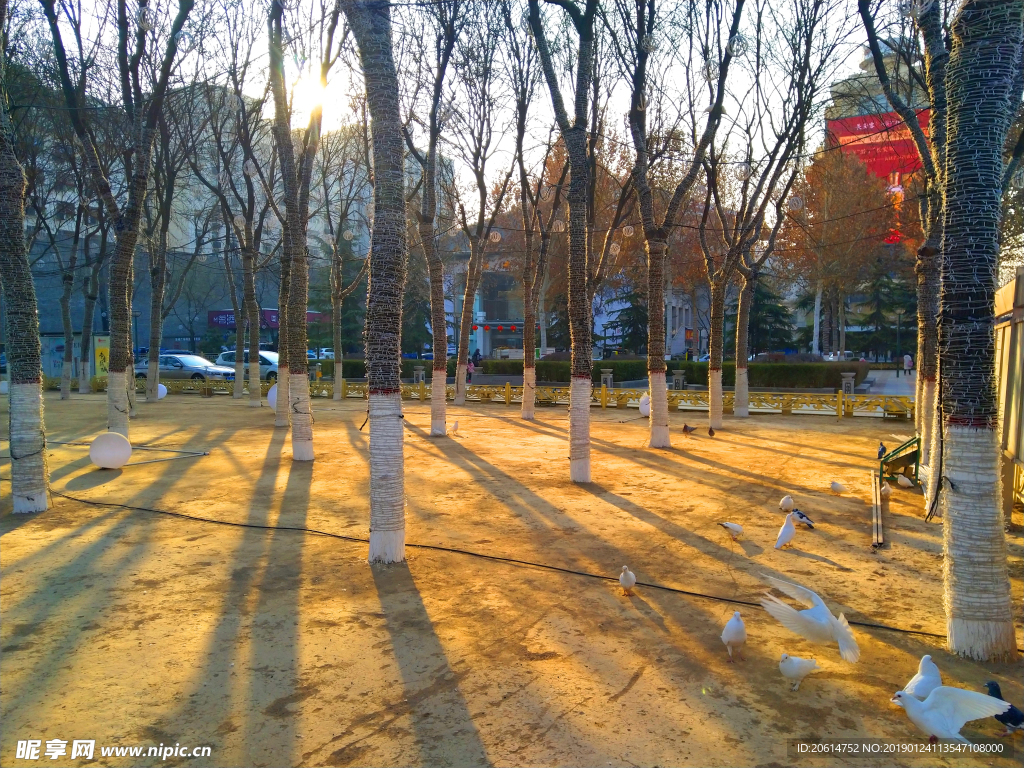 夕阳下的树林风景