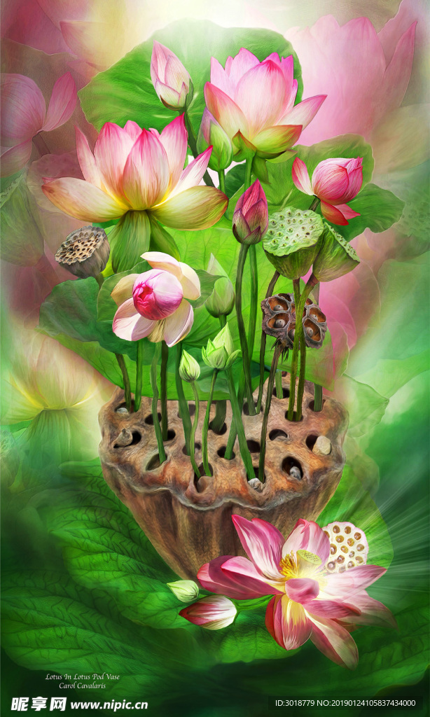 荷花