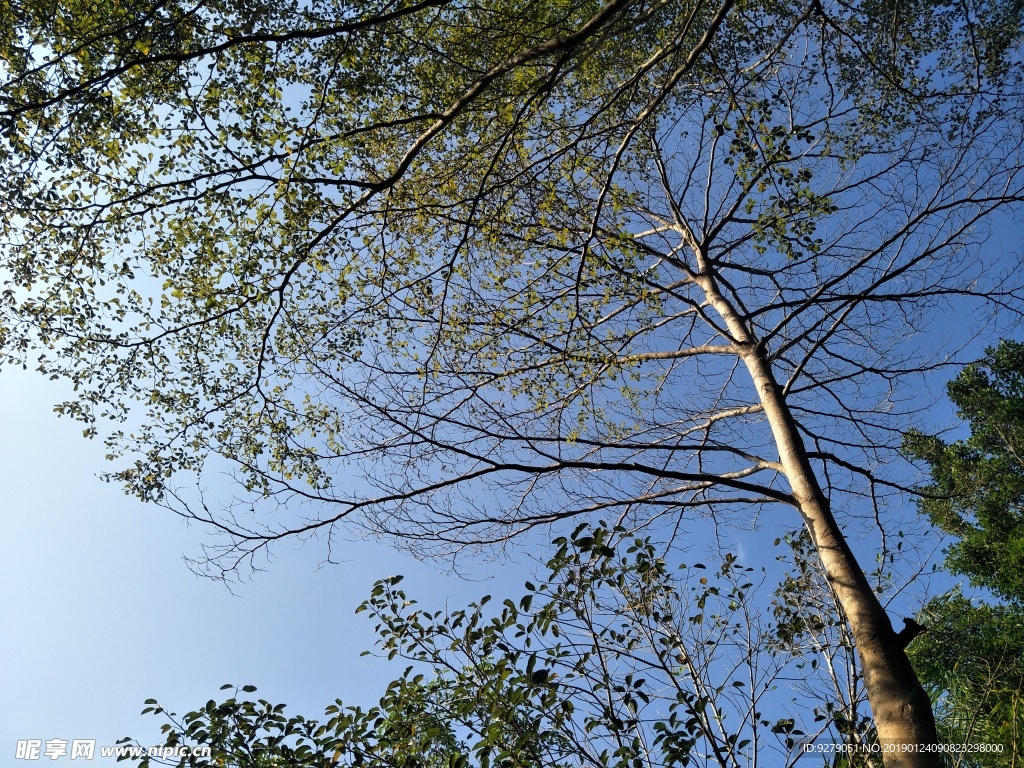 晴空下的树