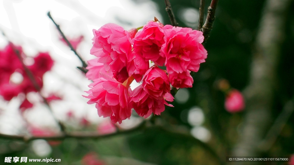 红樱花