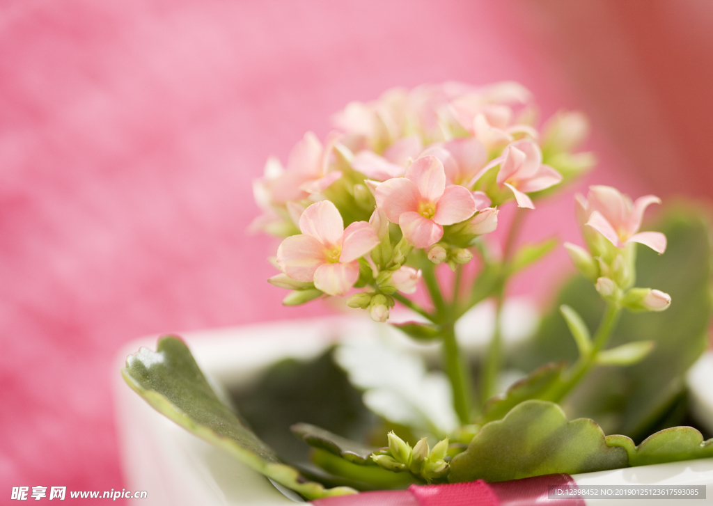 美丽的鲜花