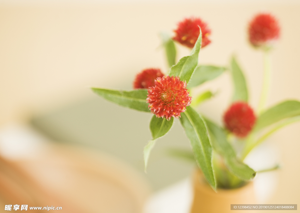 红色鲜花