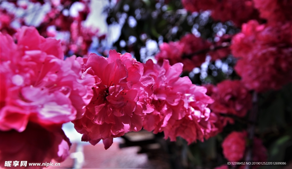 杜鹃花