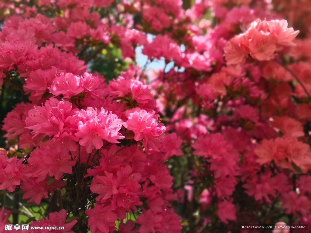 杜鹃花