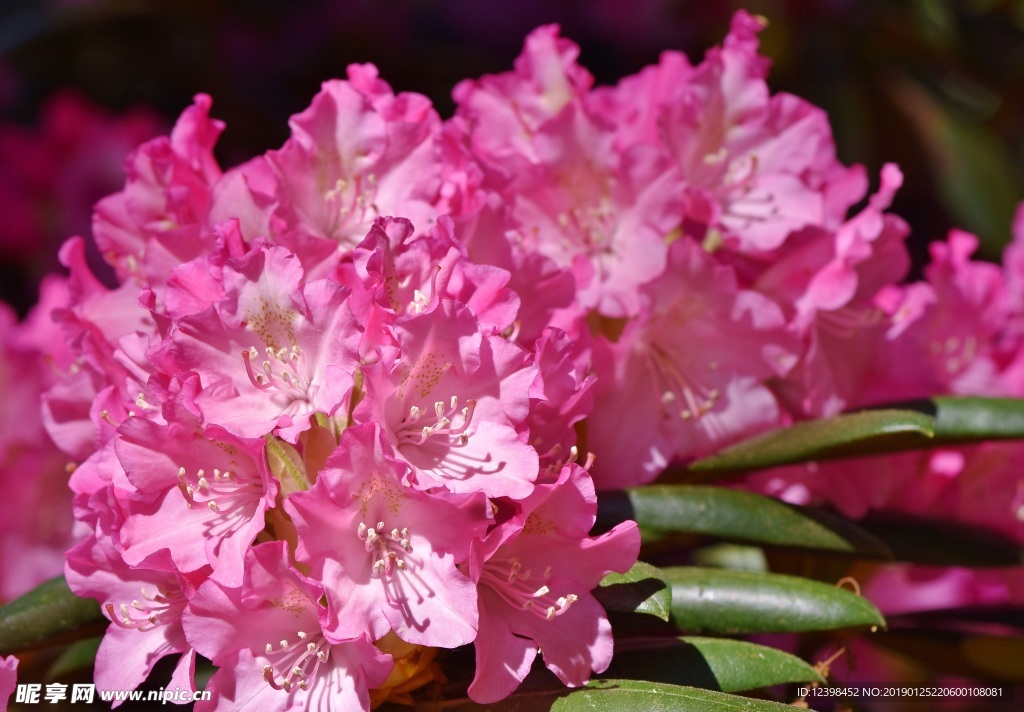 杜鹃花
