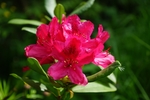 杜鹃花