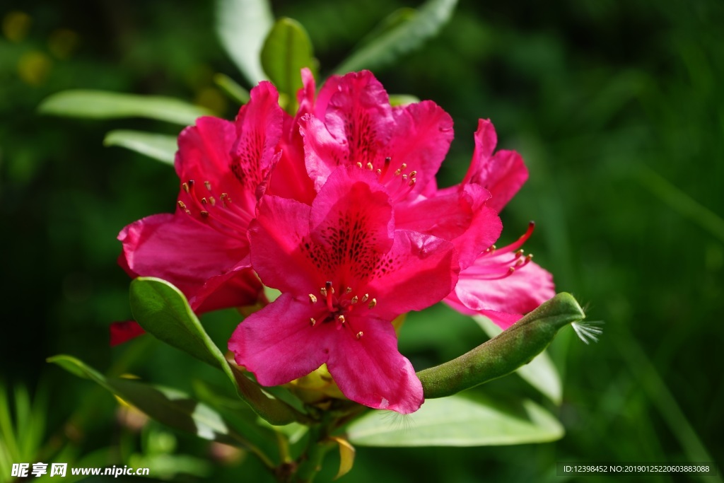 杜鹃花