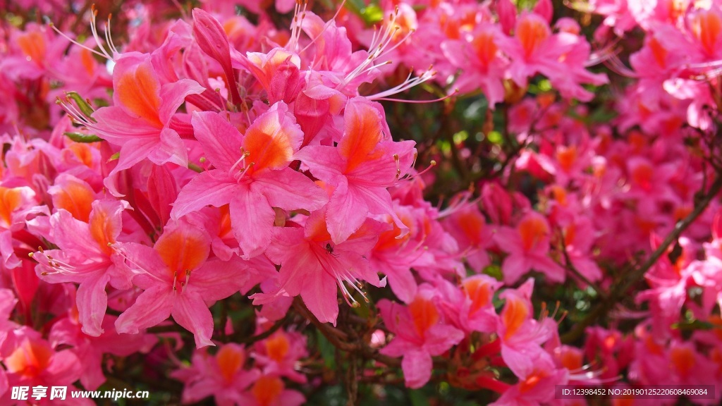 杜鹃花
