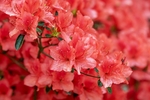 杜鹃花