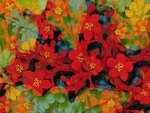 抽象的五瓣花朵背景图片