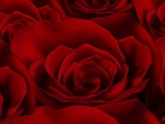 鲜红的玫瑰花特写桌面背景素材