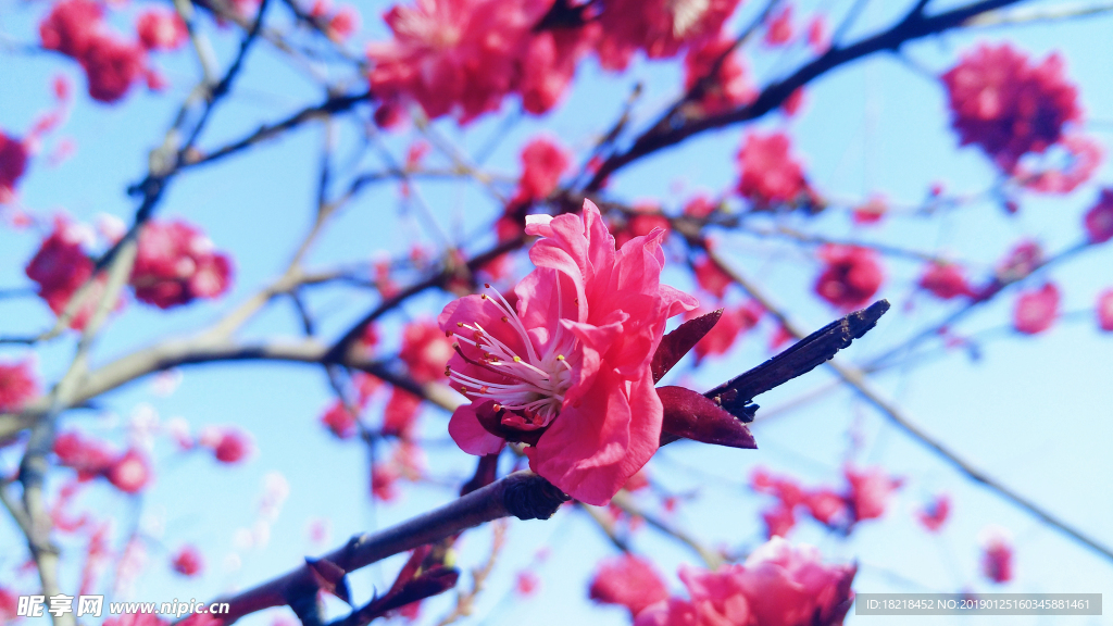 樱花