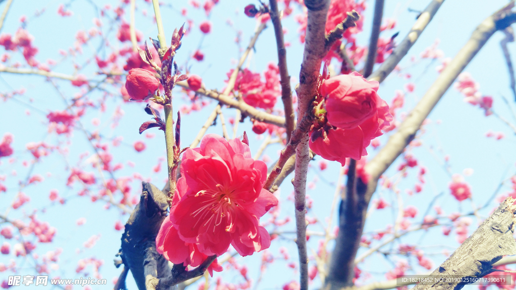 樱花