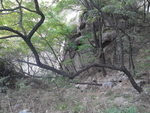 树干