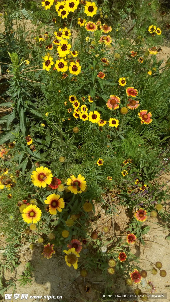 山花