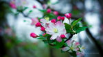 春桃花