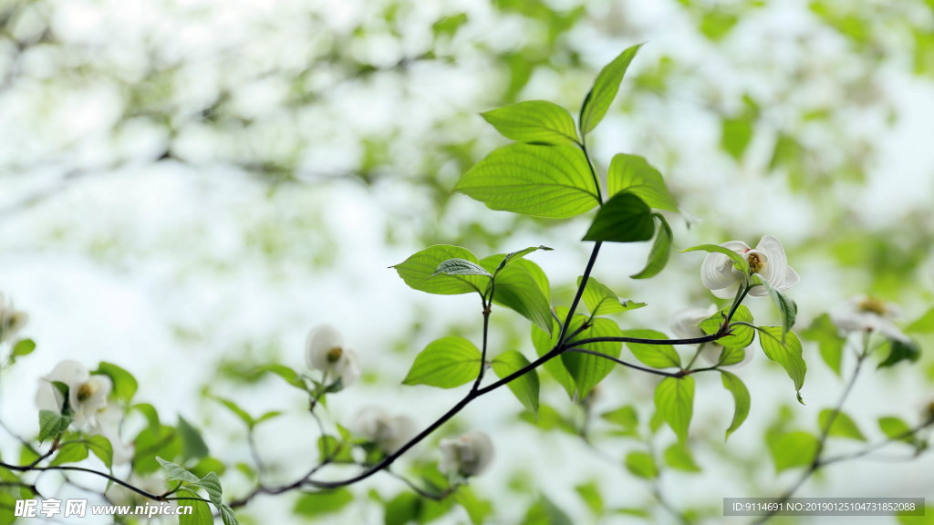 鸽子花