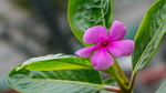 木菊花